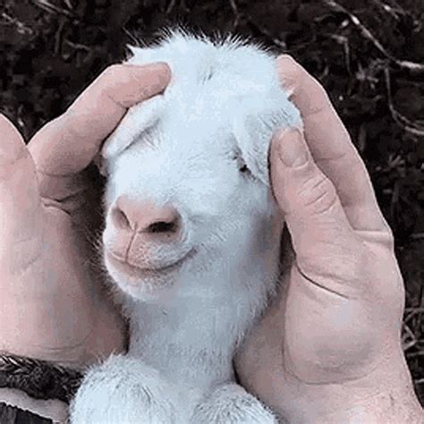 goat gif.